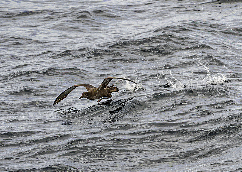 灰鹱(Puffinus griseus)是原蛾海鸟科中一种中-大型海鸥。在新西兰，它也以Māori的名字tītī和“羊肉鸟”而闻名，